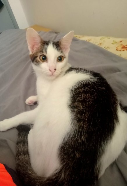 Speed  - Domestic Short Hair Cat