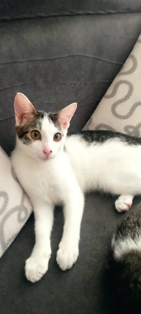 Speed  - Domestic Short Hair Cat