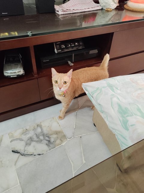 Cat - Royale  - Domestic Short Hair Cat