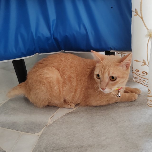 Cat - Royale  - Domestic Short Hair Cat