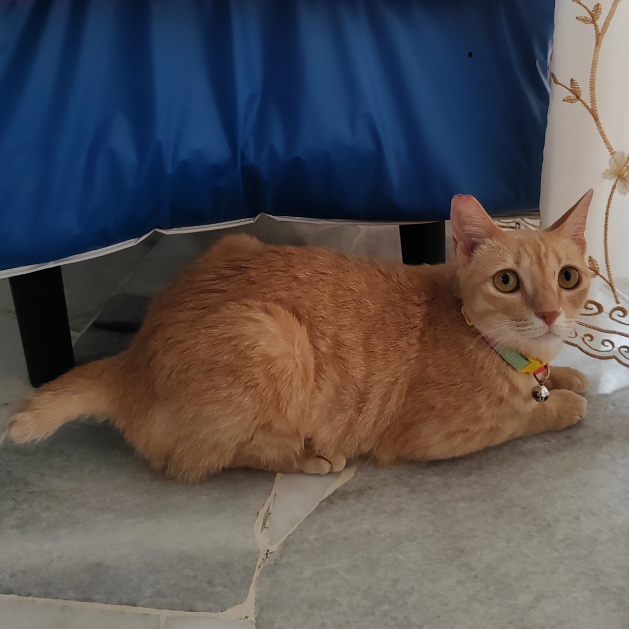 Cat - Royale  - Domestic Short Hair Cat