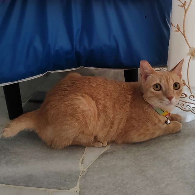 Cat - Royale  - Domestic Short Hair Cat