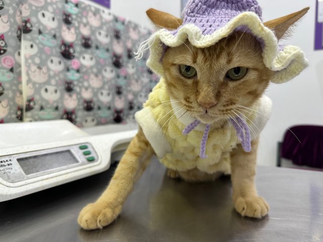Uncle Bob - Domestic Short Hair Cat