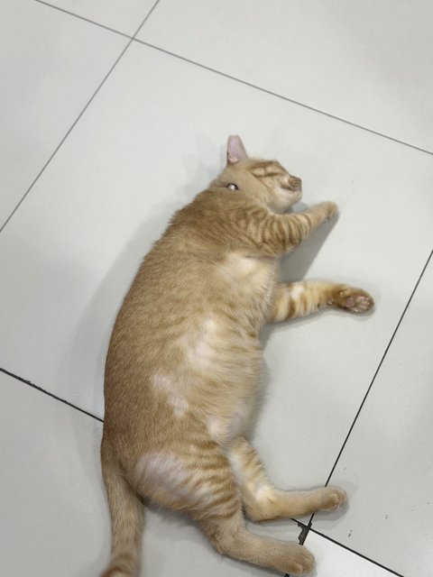 Uncle Bob - Domestic Short Hair Cat