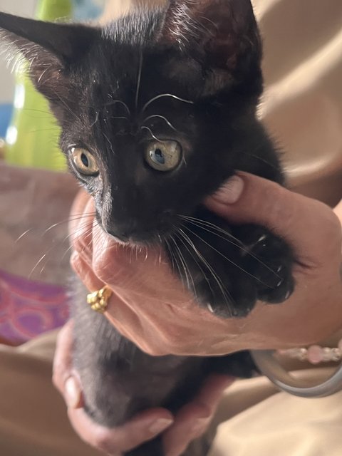 Lois - Domestic Short Hair Cat
