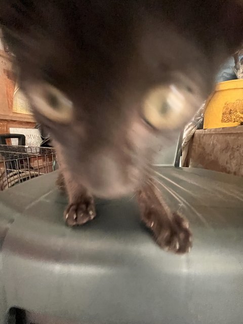 Lois - Domestic Short Hair Cat