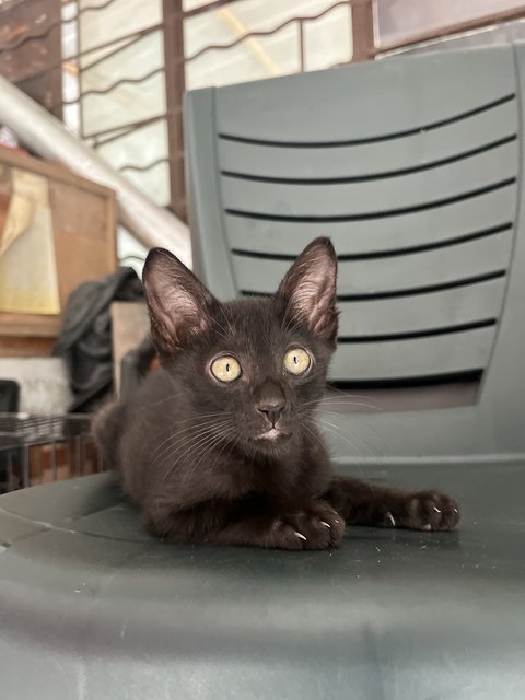 Lois - Domestic Short Hair Cat