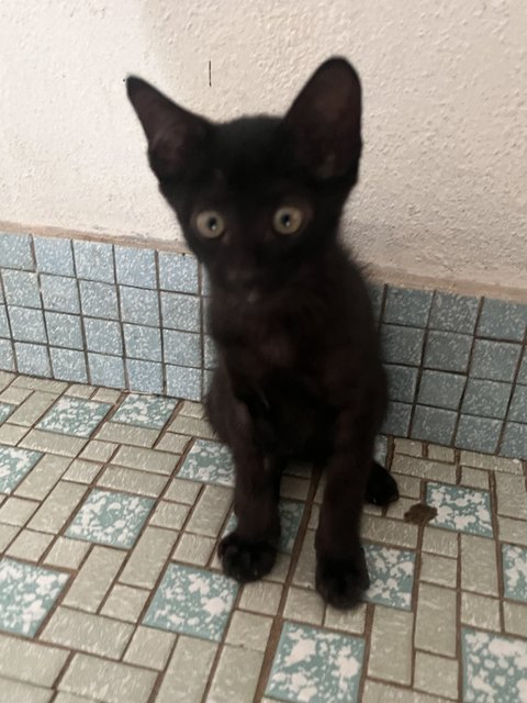 Lois - Domestic Short Hair Cat