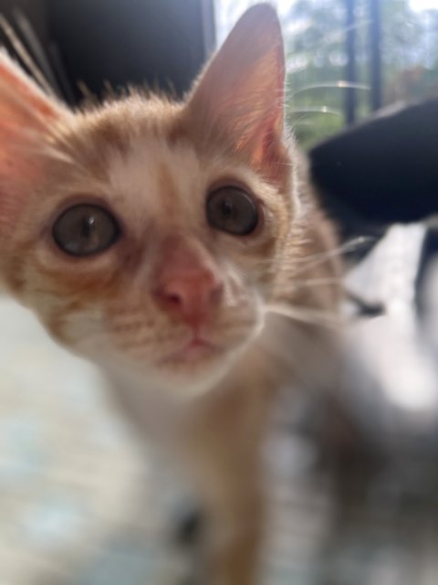 Oren - Domestic Short Hair Cat