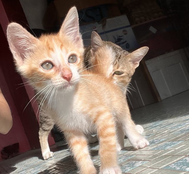 Oren - Domestic Short Hair Cat