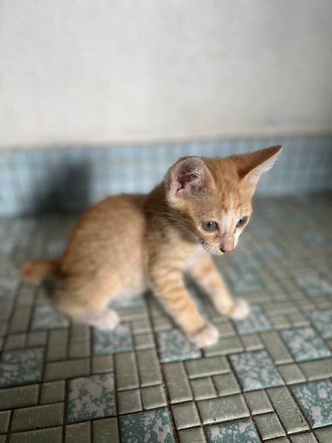 Oren - Domestic Short Hair Cat