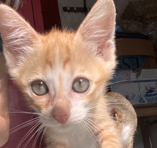 Oren - Domestic Short Hair Cat