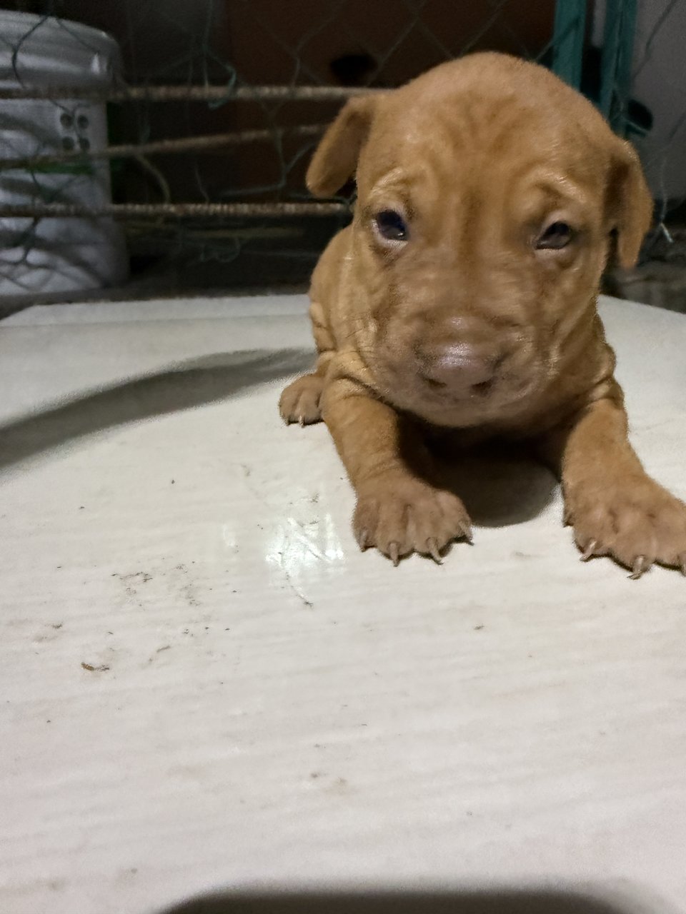 Puppy 52 - Mixed Breed Dog