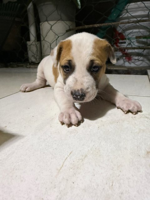 Puppy 52 - Mixed Breed Dog