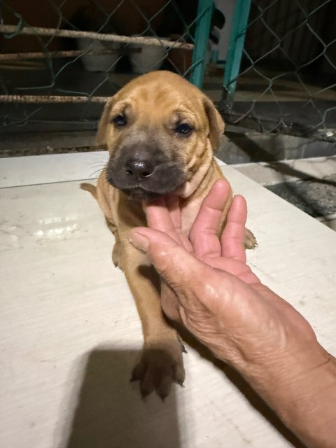 Puppy 52 - Mixed Breed Dog
