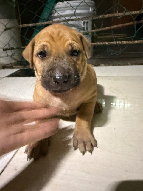 Puppy 52 - Mixed Breed Dog