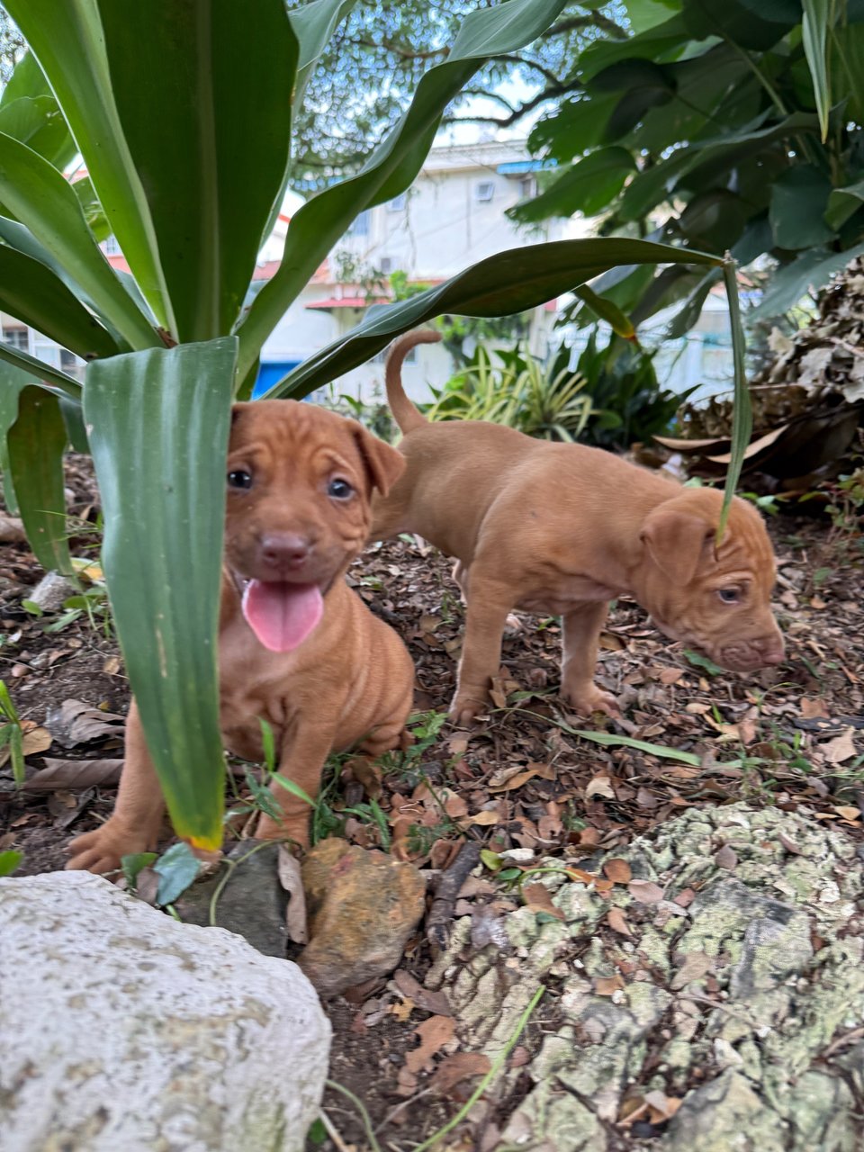 Puppy 52 - Mixed Breed Dog