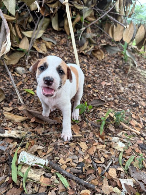 Puppy 52 - Mixed Breed Dog