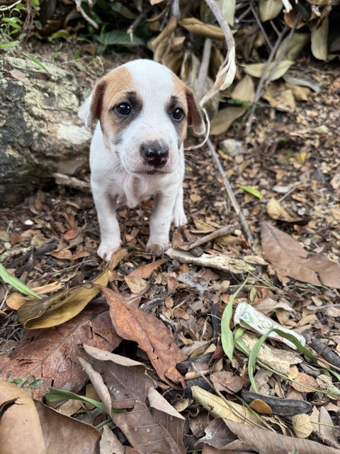 Puppy 52 - Mixed Breed Dog