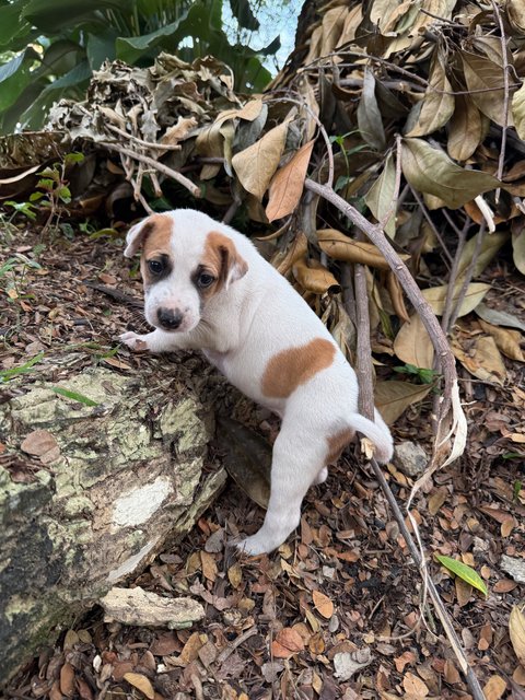 Puppy 52 - Mixed Breed Dog