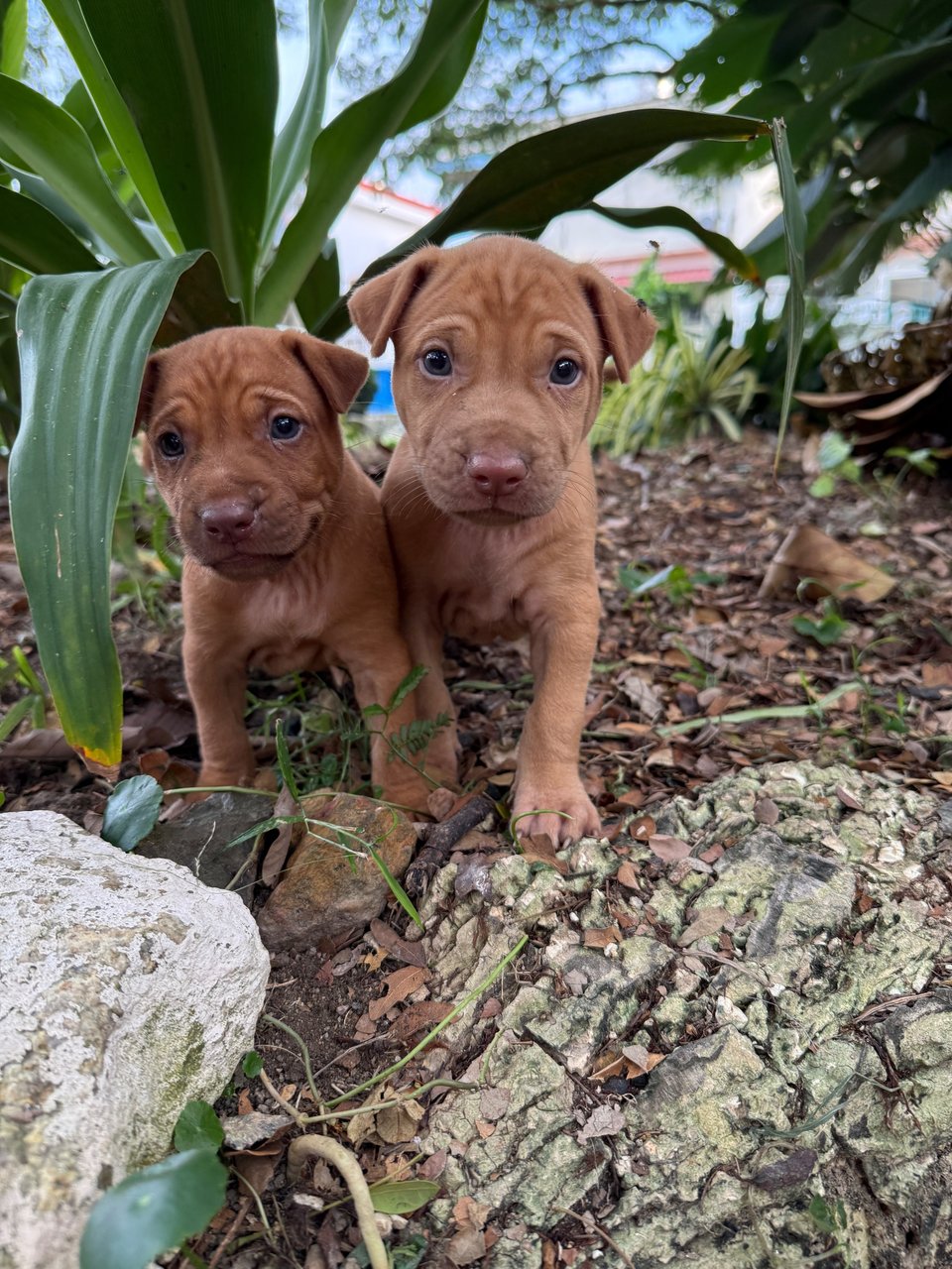 Puppy 52 - Mixed Breed Dog
