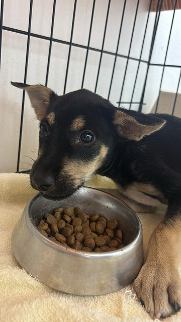 Haru - Mixed Breed Dog