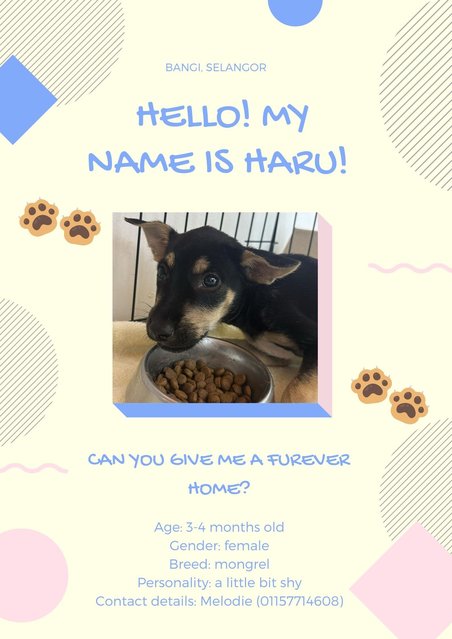 Haru - Mixed Breed Dog