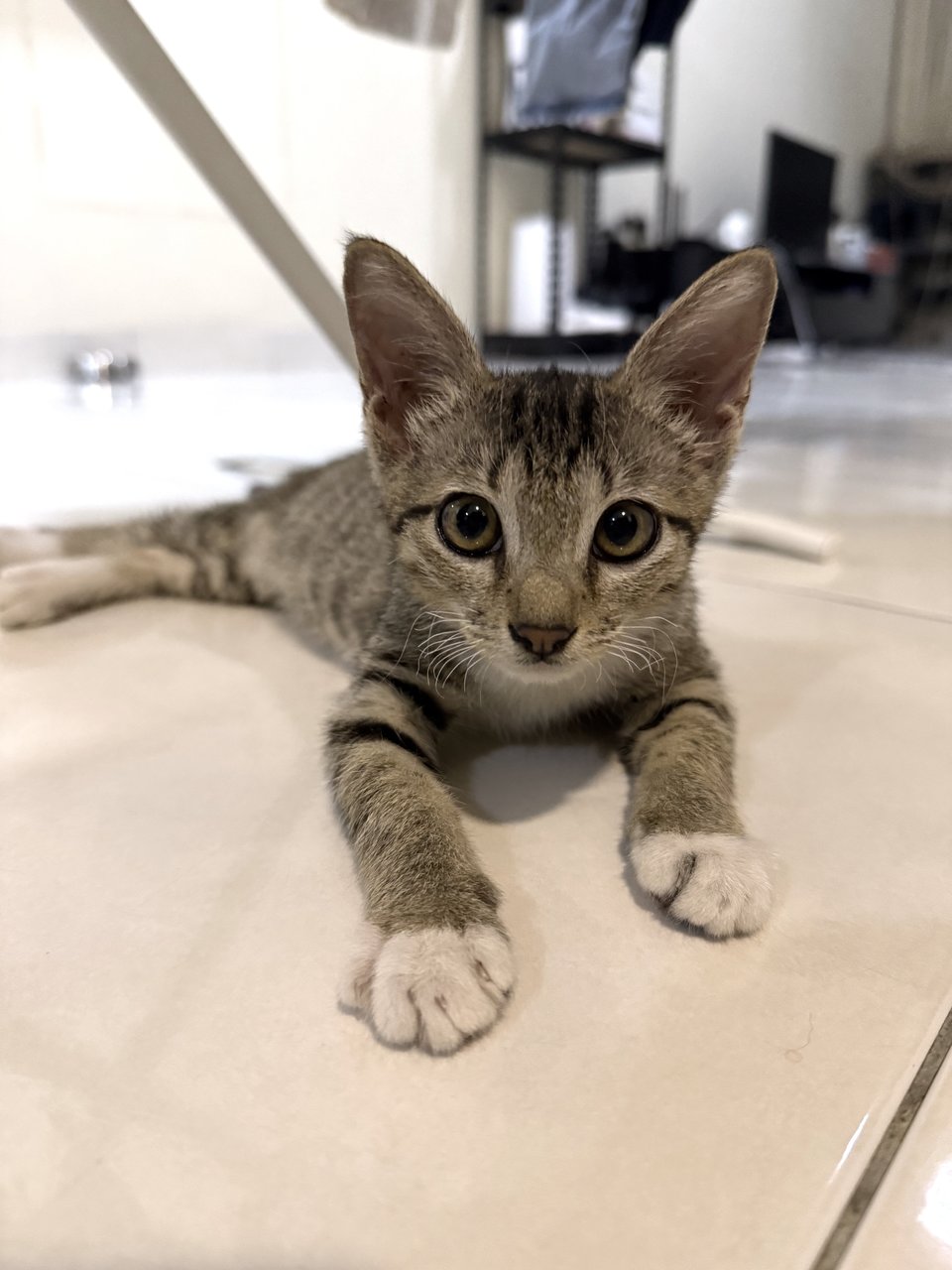 Ashley - Domestic Short Hair Cat