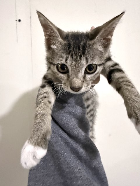 Ashley - Domestic Short Hair Cat