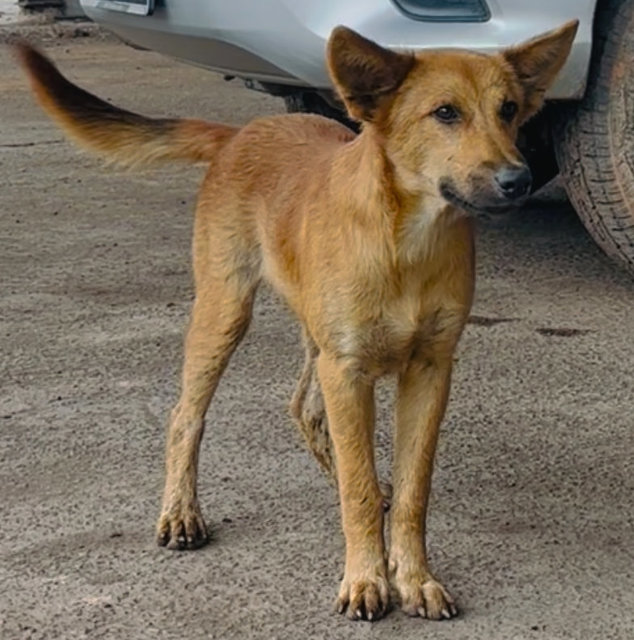 Buddy - Mixed Breed Dog