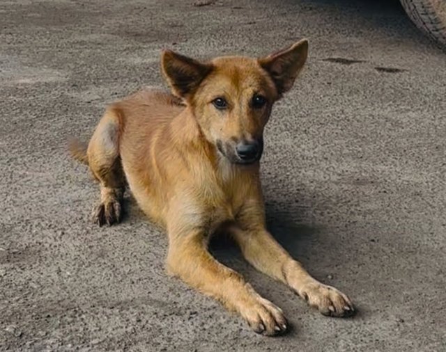 Buddy - Mixed Breed Dog
