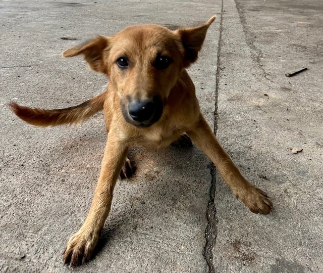Buddy - Mixed Breed Dog
