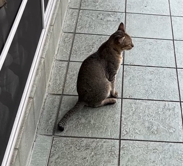 Albus - Domestic Short Hair Cat