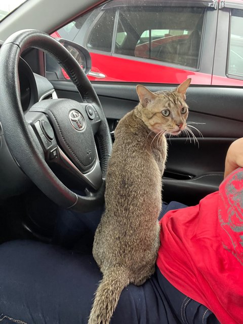 Albus - Domestic Short Hair Cat