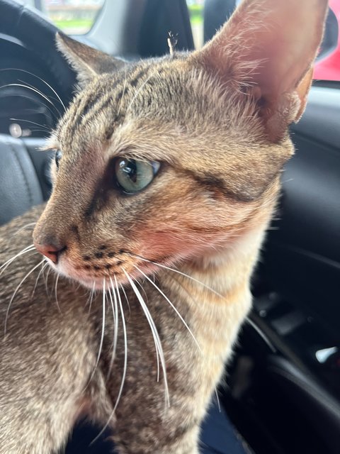 Albus - Domestic Short Hair Cat
