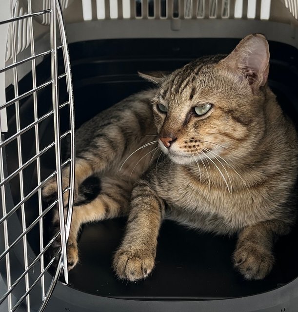 Albus - Domestic Short Hair Cat