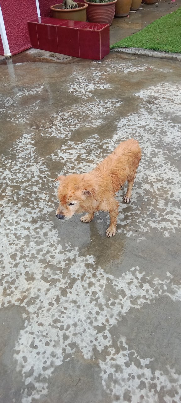 Need Home  - Bolognese + Dandi Dinmont Terrier Dog