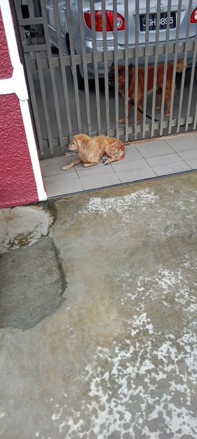 Need Home  - Bolognese + Dandi Dinmont Terrier Dog