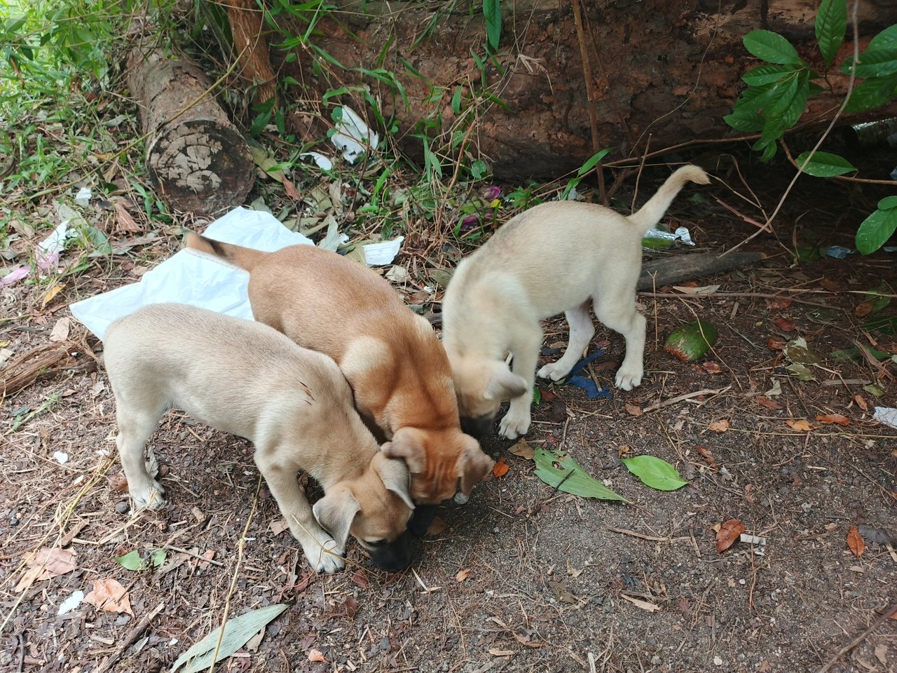 Maple &amp; Ivy - Mixed Breed Dog