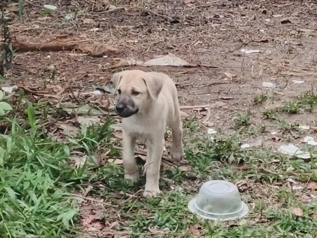 Maple &amp; Ivy - Mixed Breed Dog