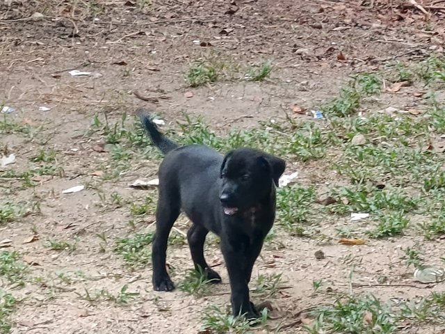 Maple &amp; Ivy - Mixed Breed Dog