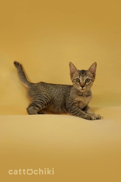 Bingka: Playful Sweetheart  - Domestic Short Hair Cat