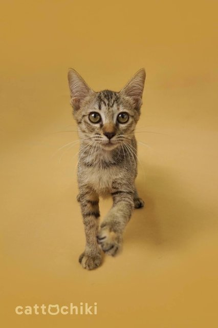 Bingka: Playful Sweetheart  - Domestic Short Hair Cat
