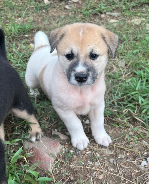 PF141454 - Mixed Breed Dog