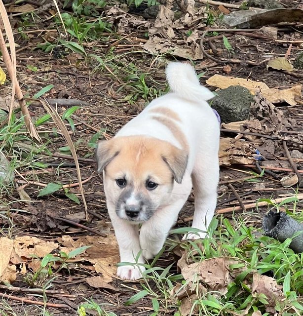 PF141454 - Mixed Breed Dog