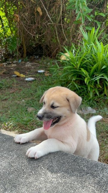 PF141454 - Mixed Breed Dog