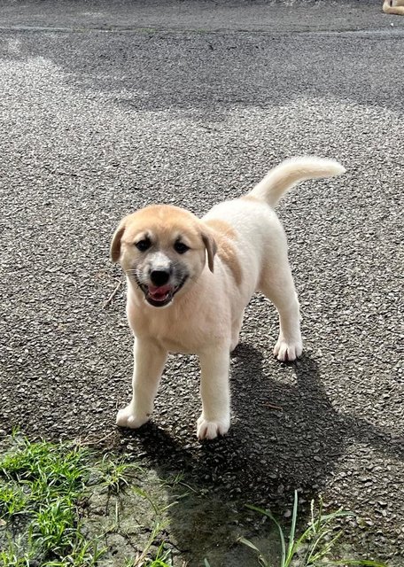 PF141454 - Mixed Breed Dog