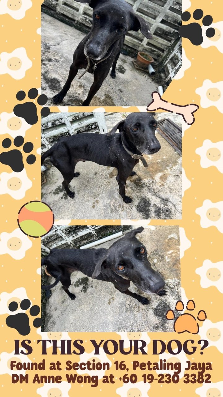 Lost Black Dog - Mixed Breed Dog