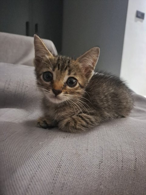 Stray Kitten Greycie - Domestic Short Hair Cat