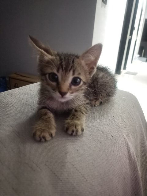 Stray Kitten Greycie - Domestic Short Hair Cat